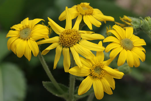 image of Arnica acaulis, Leopard's-bane, Southeastern Arnica