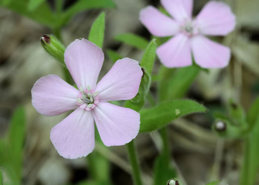 image of Silene caroliniana var. caroliniana, South Carolina Wild-pink, Rock Catchfly, Carolina Pink