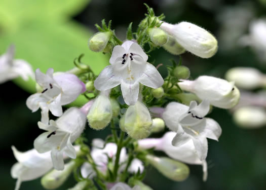 image of Penstemon digitalis, Foxglove Beardtongue, Tall White Beardtongue, Smooth Beardtongue