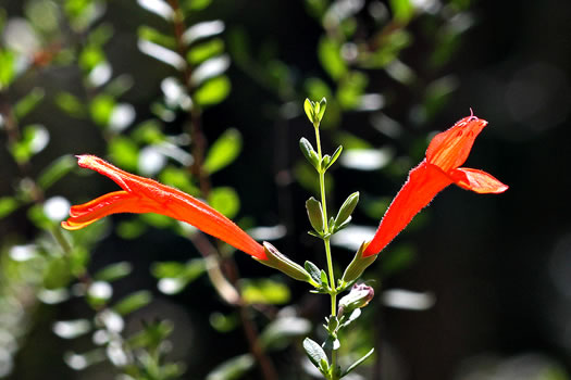 image of Clinopodium coccineum, Scarlet Wild Basil, Scarlet Calamint, Red Mint Shrub, Red Basil