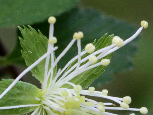 image of Neviusia alabamensis, Alabama Snow-wreath, Neviusia