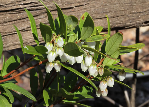 image of Pieris phillyreifolia, Vine-wicky, Climbing Fetterbush, Climbing Wicky