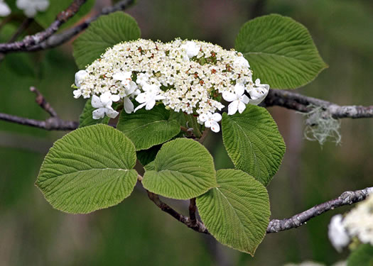 image of Viburnum lantanoides, Witch Hobble, Moosewood, Hobblebush, Tangle-legs