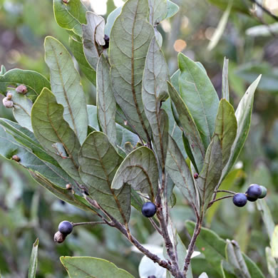 image of Tamala palustris, Swamp Redbay, Swamp Bay