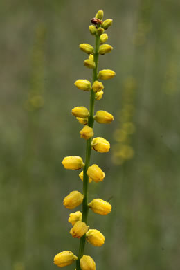 image of Aletris aurea, Golden Colicroot