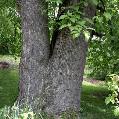 image of Magnolia acuminata var. acuminata, Cucumber Magnolia, Cucumber-tree