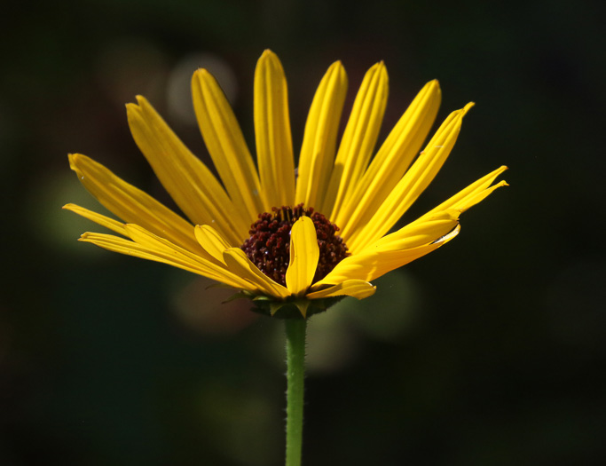 image of Helianthus heterophyllus, Savanna Sunflower, Variable-leaf Sunflower