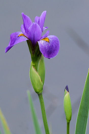 image of Iris virginica, Southern Blue Flag