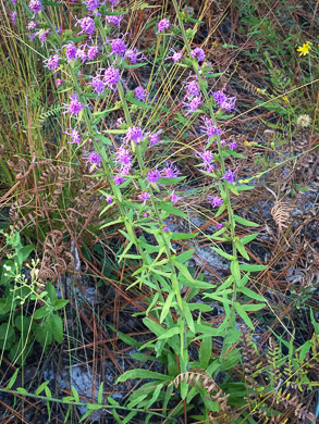 image of Liatris squarrulosa, Southern Blazing-star, Earle's Blazing-star, Appalachian Blazing-star