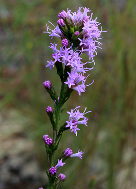 image of Liatris cokeri, Sandhill Blazing-star