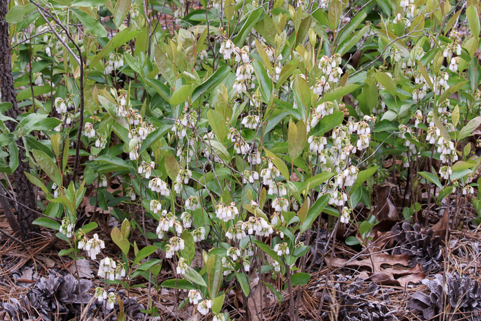 image of Lyonia mariana, Staggerbush, Large-flowered Fetterbush