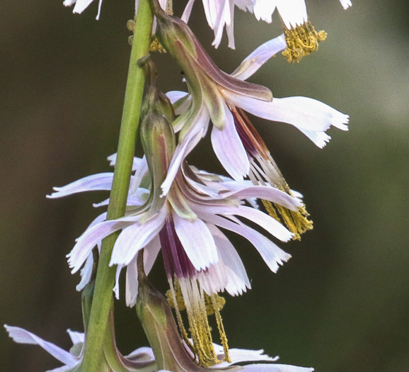 image of Nabalus autumnalis, Slender Rattlesnake-root, One-sided Rattlesnake-root