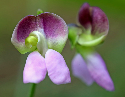 image of Phaseolus sinuatus, Sandhill Bean, Trailing Wild Bean