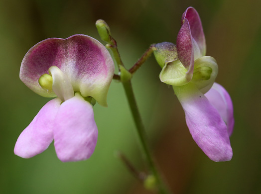 image of Phaseolus sinuatus, Sandhill Bean, Trailing Wild Bean