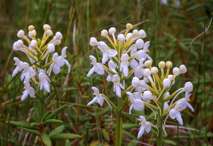 image of Platanthera blephariglottis, Small White Fringed Orchid