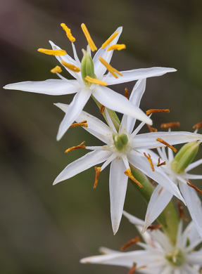 image of Pleea tenuifolia, Rush-featherling, Pleea