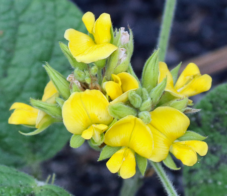 image of Rhynchosia reniformis, Dollarweed, Dollarleaf Snoutbean, Roundleaf Snoutbean