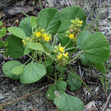 image of Rhynchosia reniformis, Dollarweed, Dollarleaf Snoutbean, Roundleaf Snoutbean