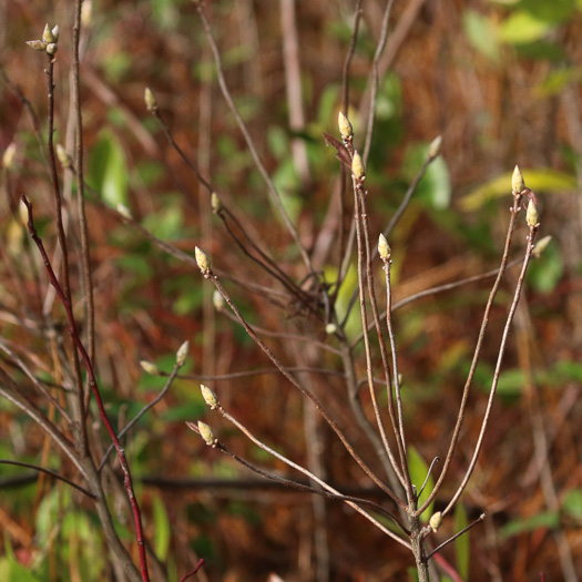 image of Rhododendron viscosum var. viscosum, Swamp Azalea, Clammy Azalea, Swamp Honeysuckle, Catchfly Azalea