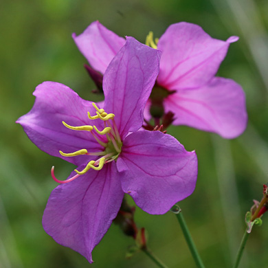 image of Rhexia nashii, Hairy Meadowbeauty, Maid Marian, Nash's Meadowbeauty