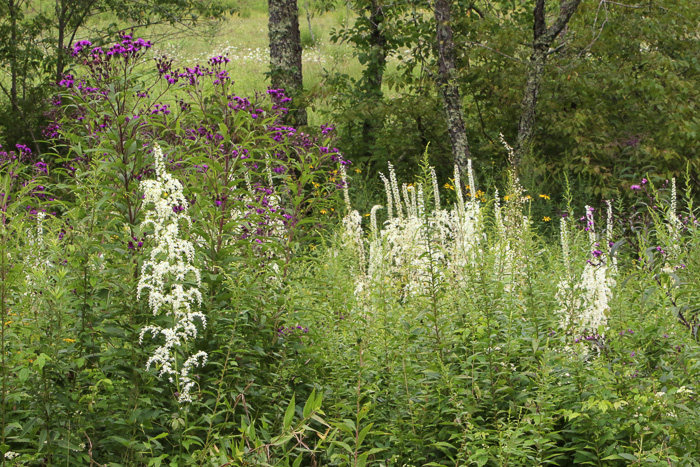 image of Stenanthium gramineum var. robustum, Bog Featherbells