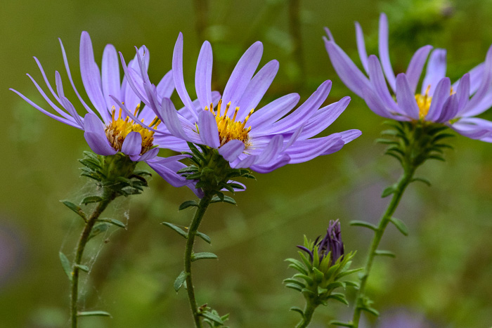 image of Symphyotrichum grandiflorum, Big-headed Aster, Rough Aster, Large-headed Aster, Largeflower Aster