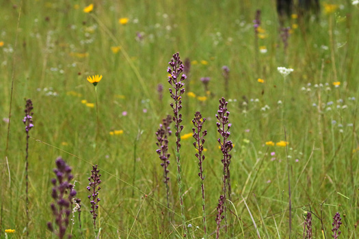 image of Trilisa paniculata, Deer's-tongue, Hairy Chaffhead, Panicled Chaffhead, Trilisa