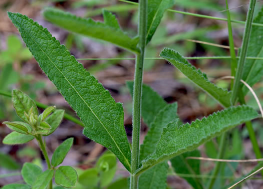 image of Verbena carnea, Carolina Vervain, Carolina False Vervain