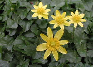 Lesser Celandine