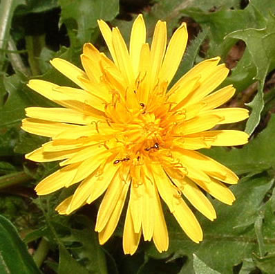 Taraxacum officinale