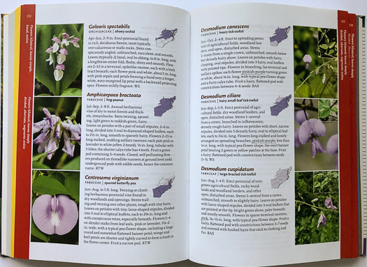 page from Wildflowers of the Atlantic Southeast by Laura Cotterman, Damon Waitt, and Alan Weakley