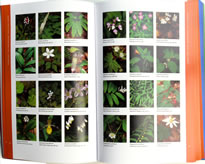 page from Wildflowers and Plant Communities of the Southern Appalachian Mountains and Piedmont by Tim Spira