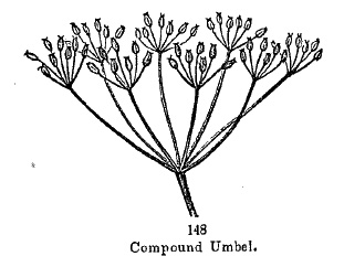 compound umbel