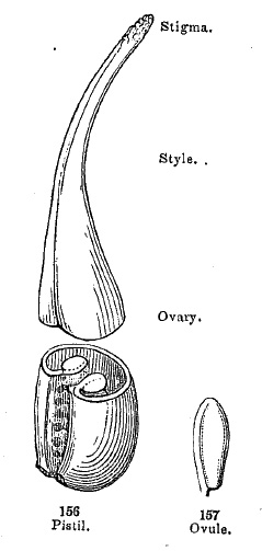 pistil and ovule