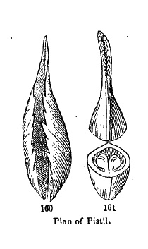 Plan of a Pistil