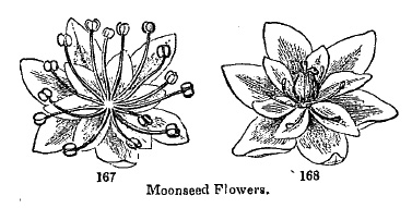 Moonseed flowers