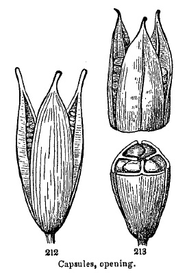 Capsules, opening