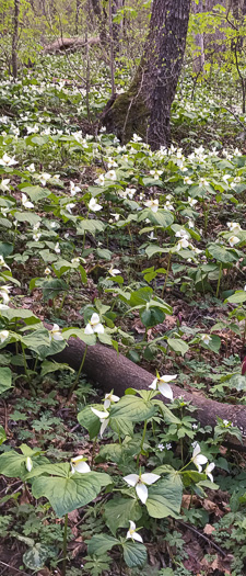 Trillium simile