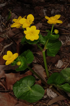 Marsh Marigold