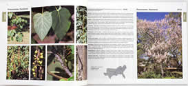 page from Nonnative Invasive Plants of Southern Forests by James H. Miller